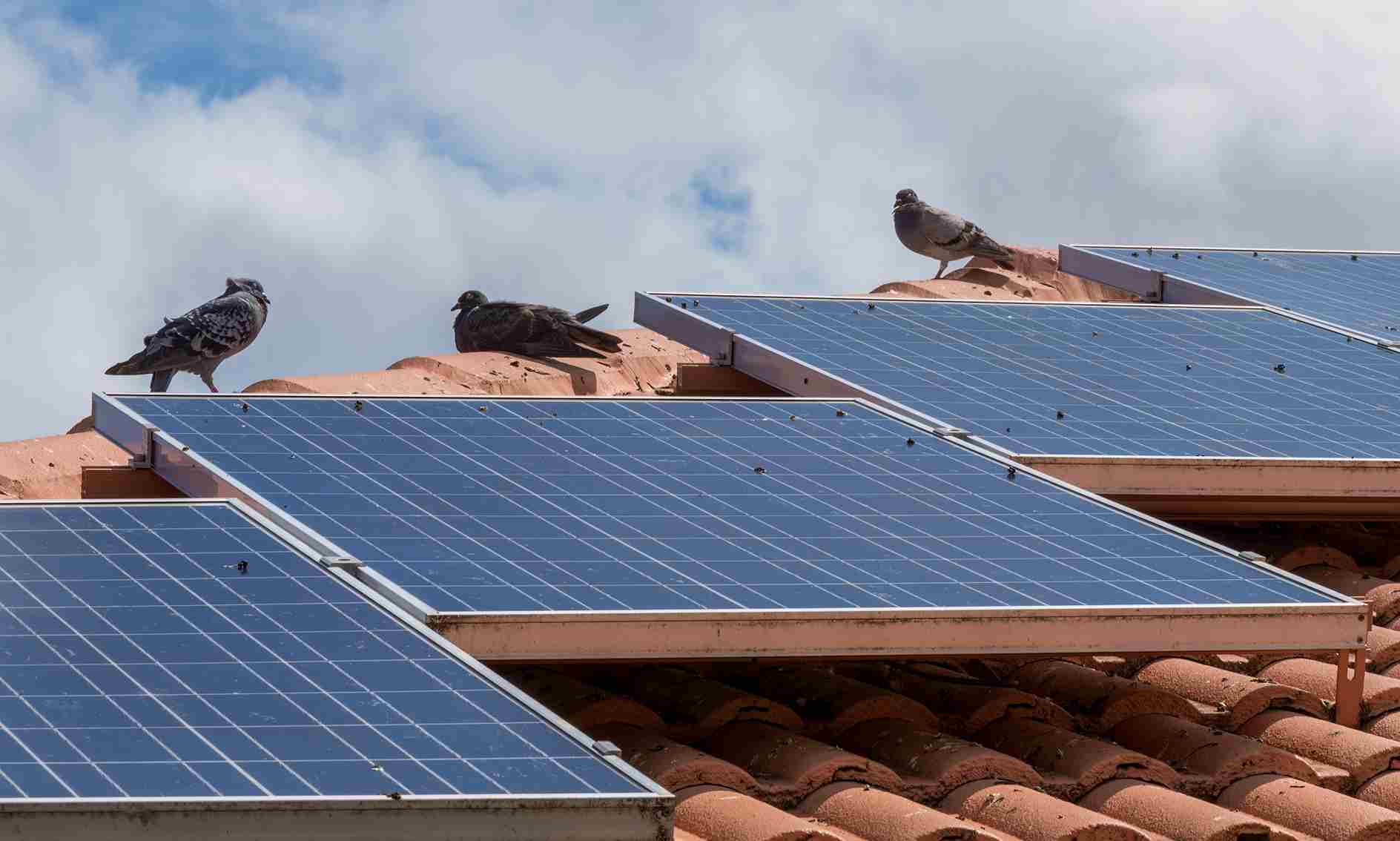 Pigeons on Roofs Why Do Pigeons Sit on My Roof?